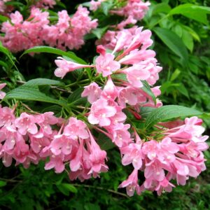 Вейгела цветущая «Розеа» в Буинске