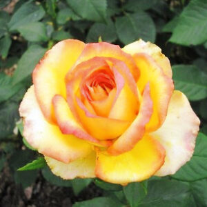 Роза Восходящее Солнце в Буинске