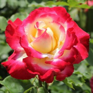 Роза чайно-гибридная Дабл Делайт в Буинске