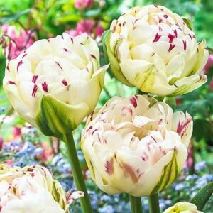 Тюльпан махровый Дэнс Лайн в Буинске