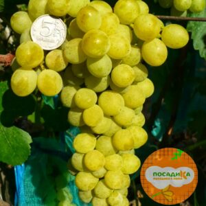 Виноград Амурский Белый (Высокоурожайный, ранний сорт) в Буинске