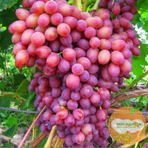 Виноград Лучистый в Буинске