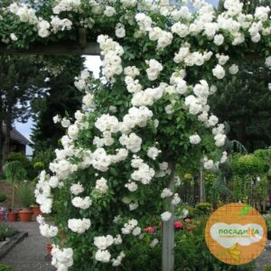 Роза плетистая Белый каскад в Буинске