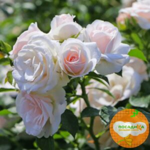 Роза почвопокровной Аспирин в Буинске
