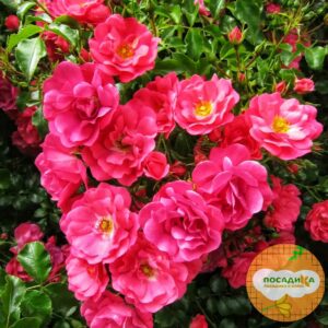 Роза почвопокровная Хеллоу в Буинске