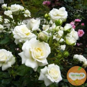 Роза Спрей белый в Буинске