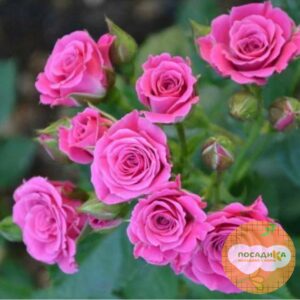 Роза Спрей розовый в Буинске