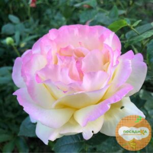Роза чайно-гибридная Глория Дей в Буинске
