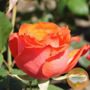 Роза Чайно-Гибридная Анжелика в Буинске
