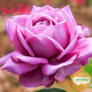 Роза чайно-гибридная Блю Парфюм в Буинске
